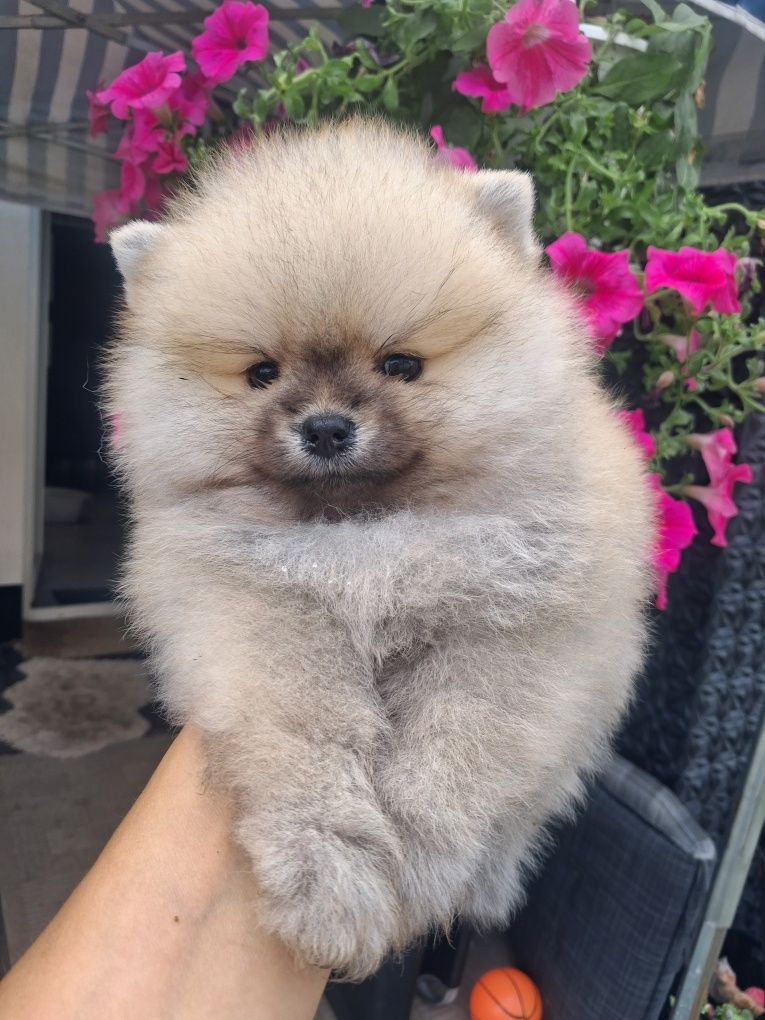 Szpic miniaturowy pomeranian