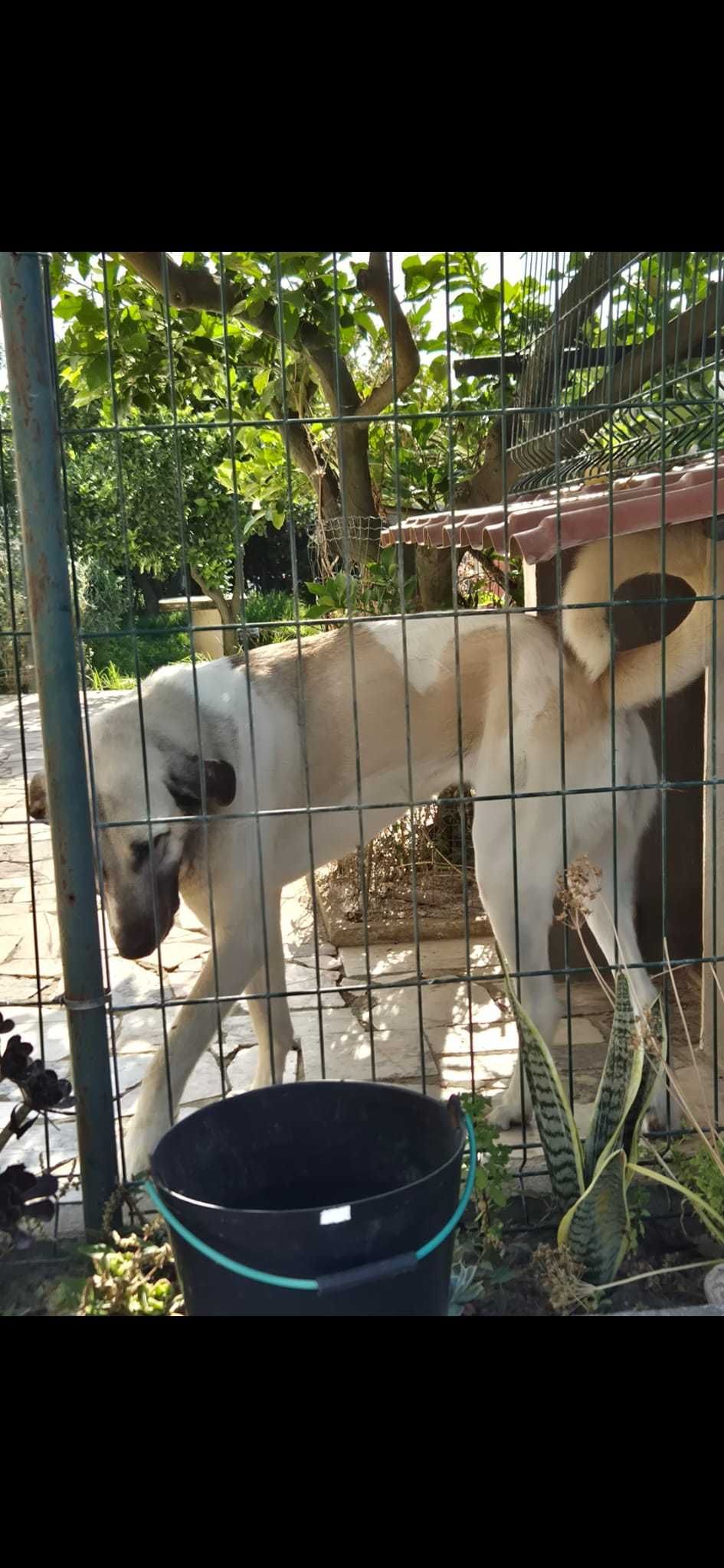 Cadela Cão Gado Transmontano com 1 ano e 10 meses