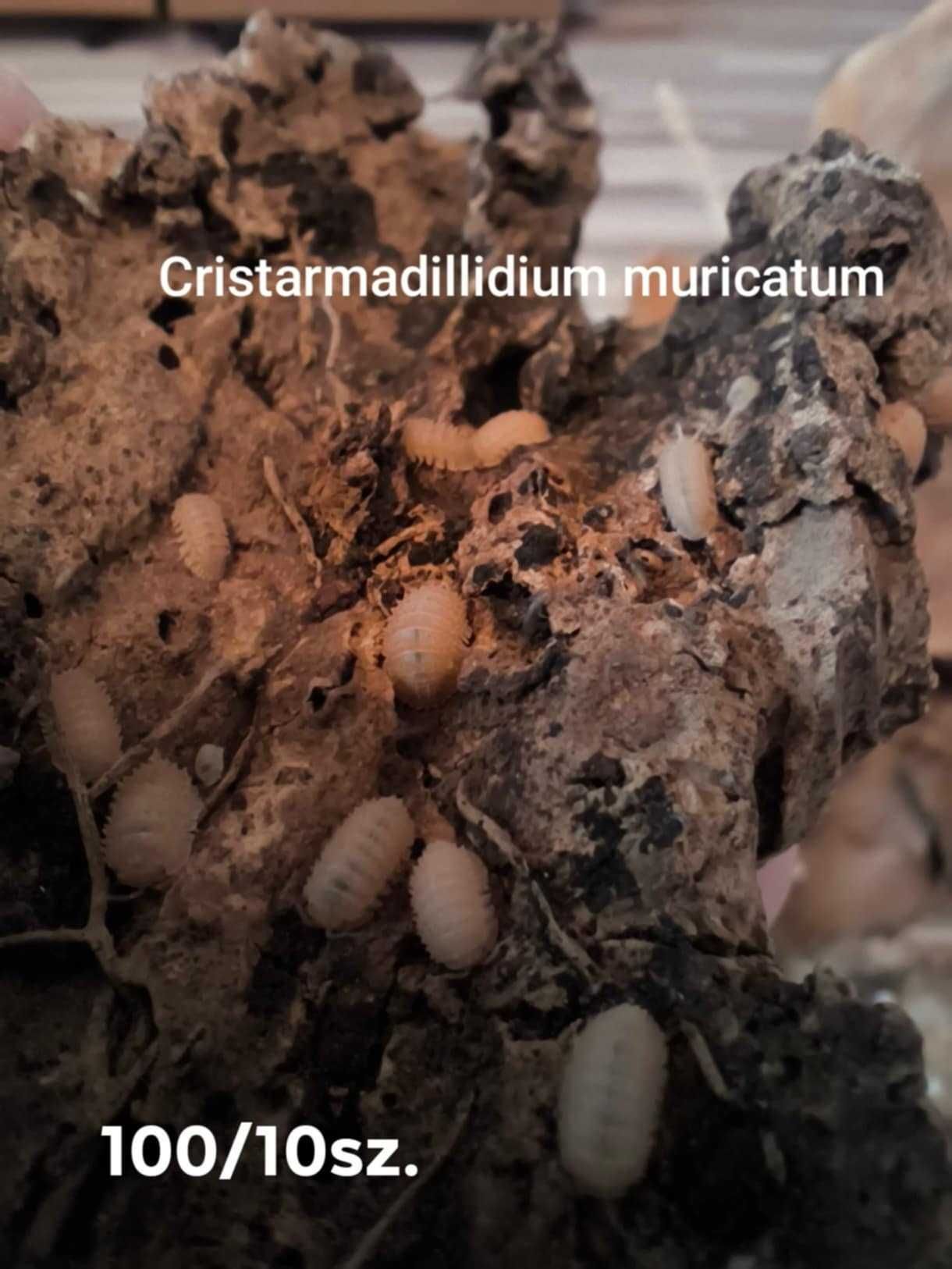 Isopody cubaris/armadillidium