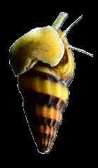 Slimak Helenka -slimak na opanowanie plagi slimakow