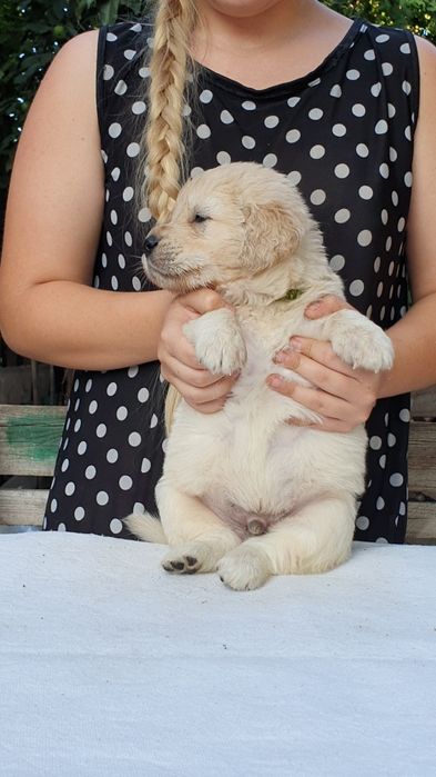 Милі цуценята золотистого ретривера