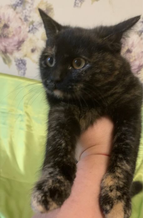 Кошка котенок котята