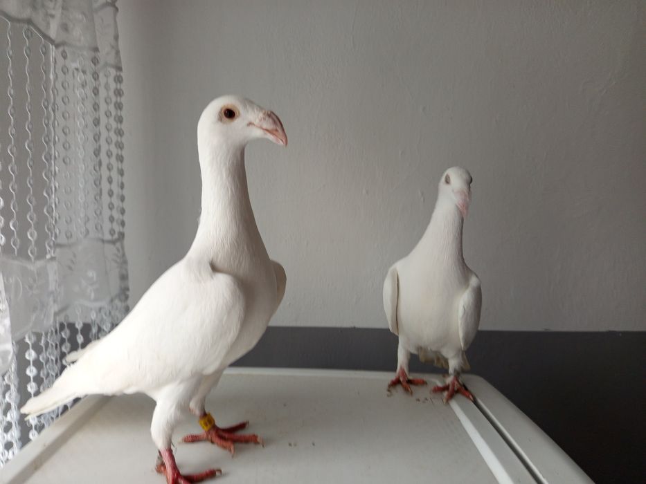 Rzeszowskie wystawowe