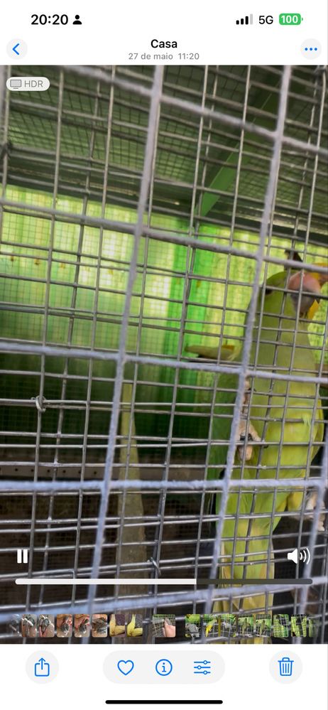 Ring neck/ cleartail