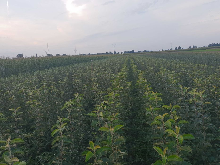 drzewka owocowe / sadzonki jabłoni / wiśni / brzoskwini