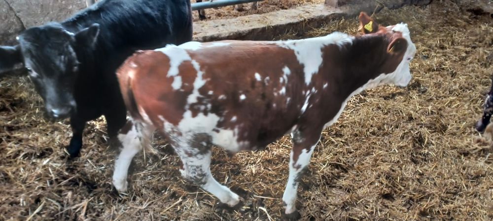 Sprzedam odsadki byczki MM BB SM LM