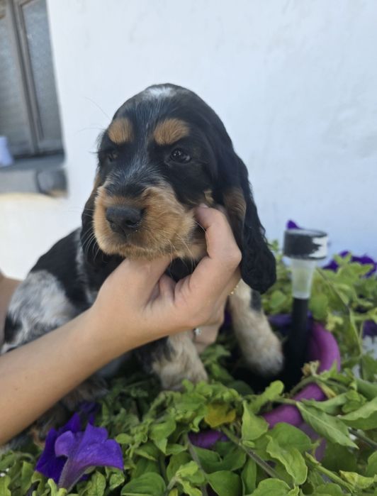 Sprzedam suczke Cocker spaniel