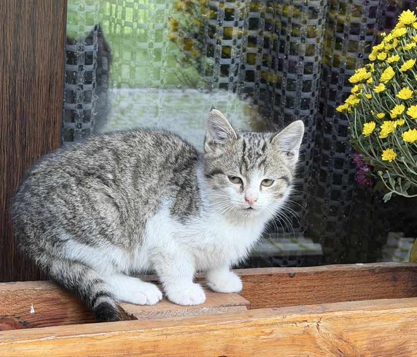 Котенята дівчинка і хлопчик