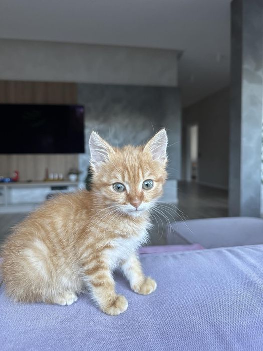 Рудий котик, дуже ніжний