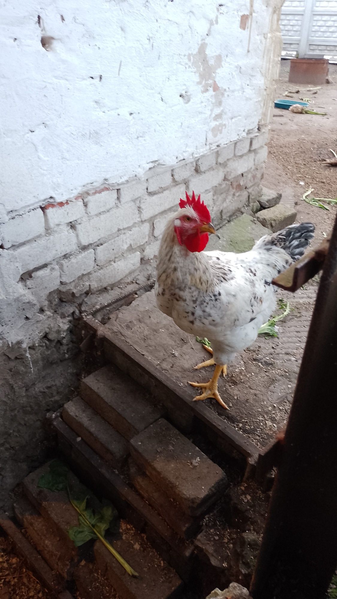Продам молодого півня