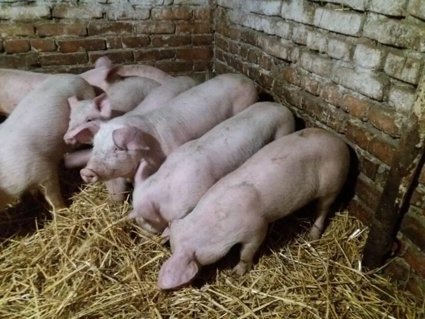 Продам поросят м‘ясних та з перевагою м‘яса порід. Продам поросята.