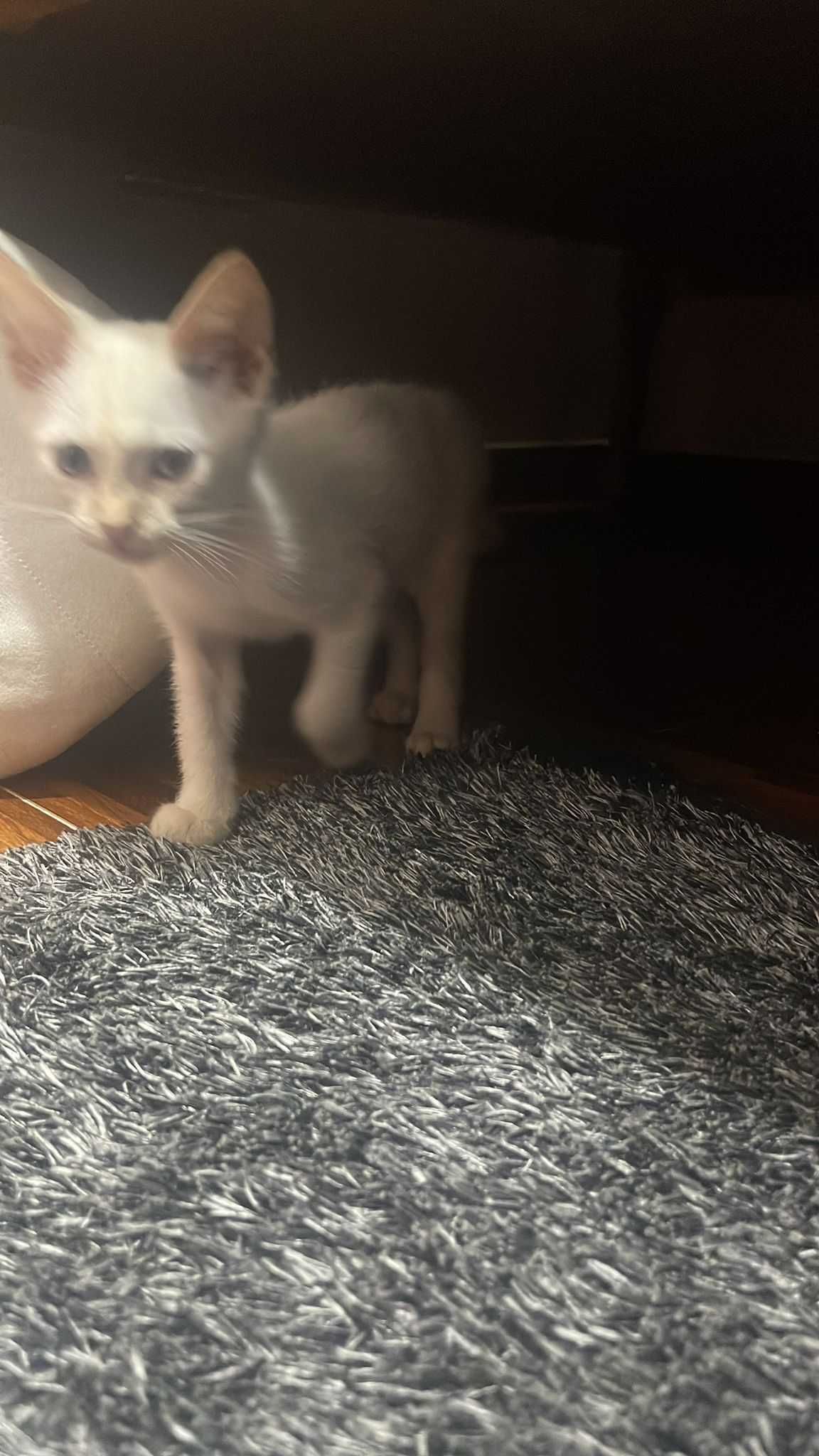 Adote um amigo de quatro patas