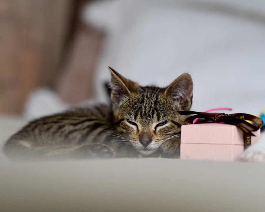 Kopciuszek szuka domu! Fundacja "Stawiamy na Łapy"