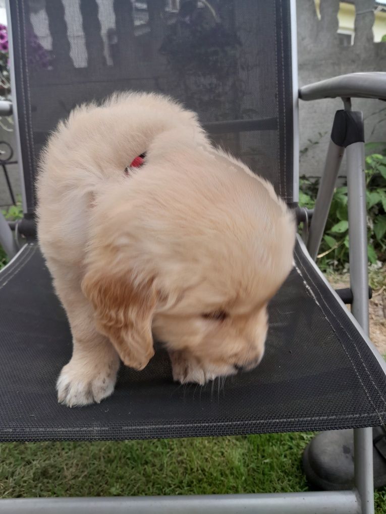 Golden Retriever