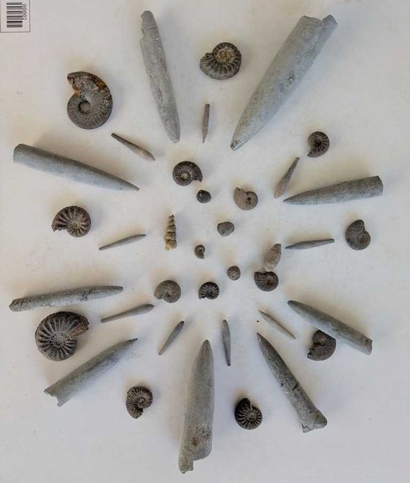 Caixa com mais de 200 fósseis portugueses variados