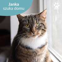 Spokojna kotka do adopcji! Poznajcie Jankę!