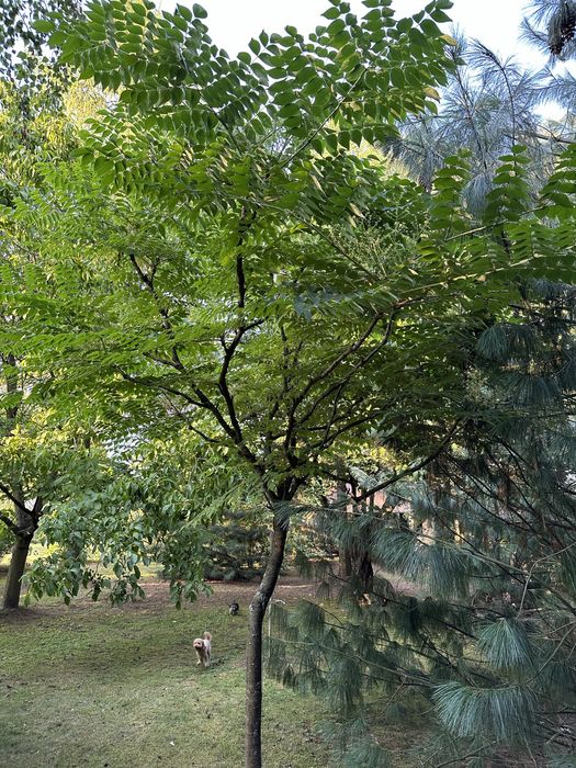 Aralia - drzewko, drzewo