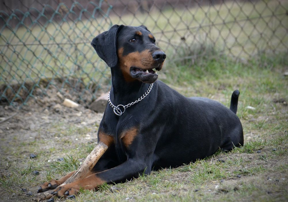 Zapowiedz miotu DOBERMAN