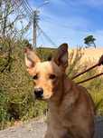 Caramelo fofinho e muito bebezola para adopcao muito responsável