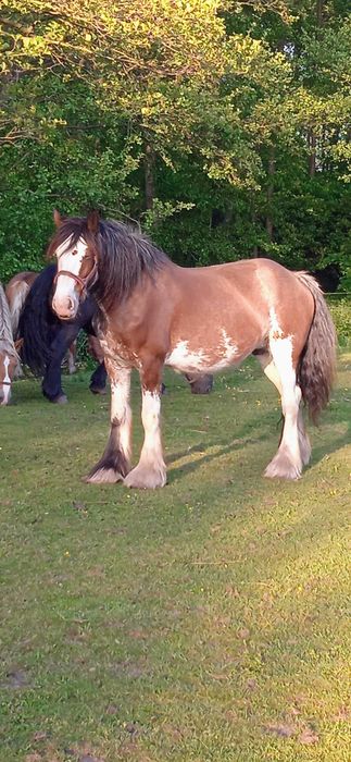 Urodziwa klacz clydesdale
