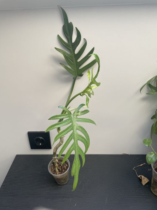 Продам филодендроны