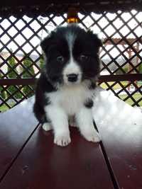 Border collie szczeniak