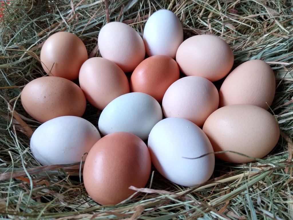 Wiejskie jaja, jajka od kur z wolnego wybiegu.