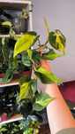 Filodendron Brasil Philodendron pnący