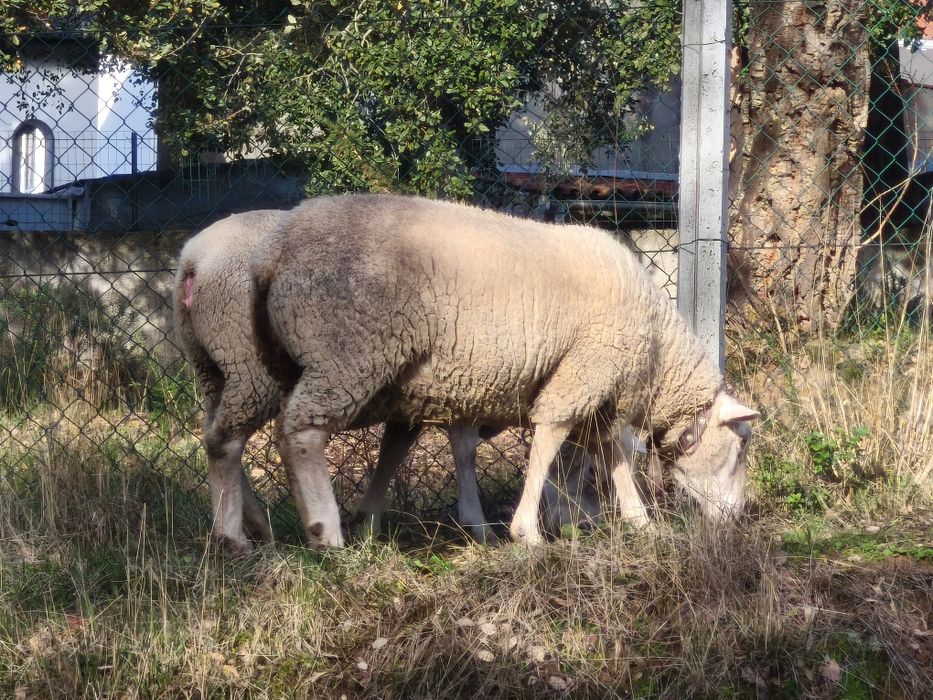 Ovelha (malata) prenha