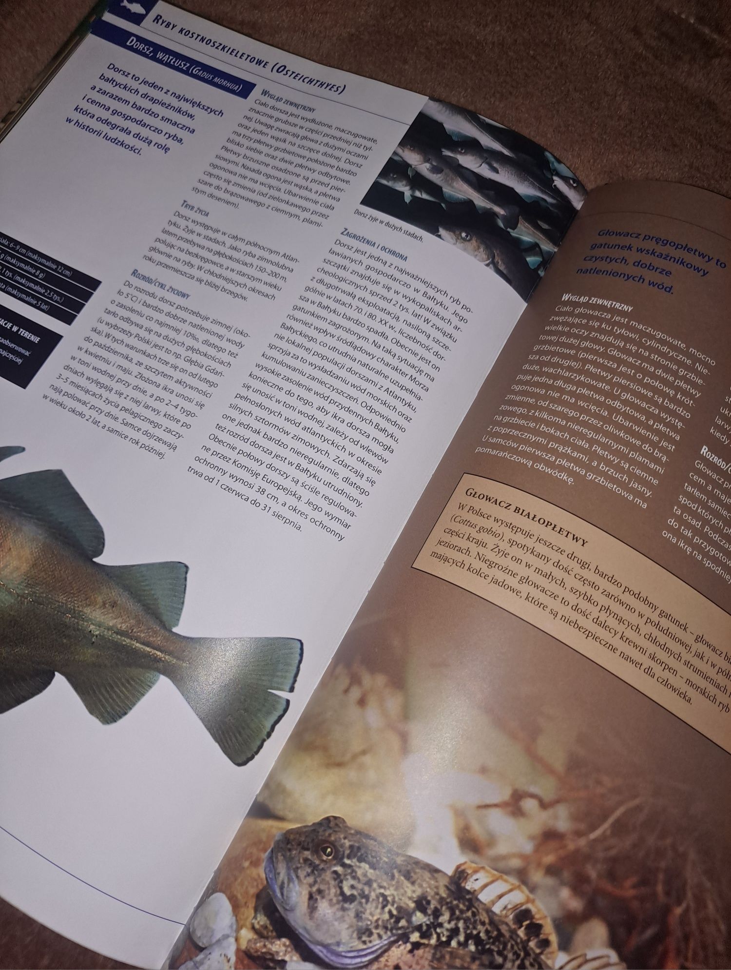Polska Gady, Płazy i Ryby/ Encyklopedia Ilustrowana