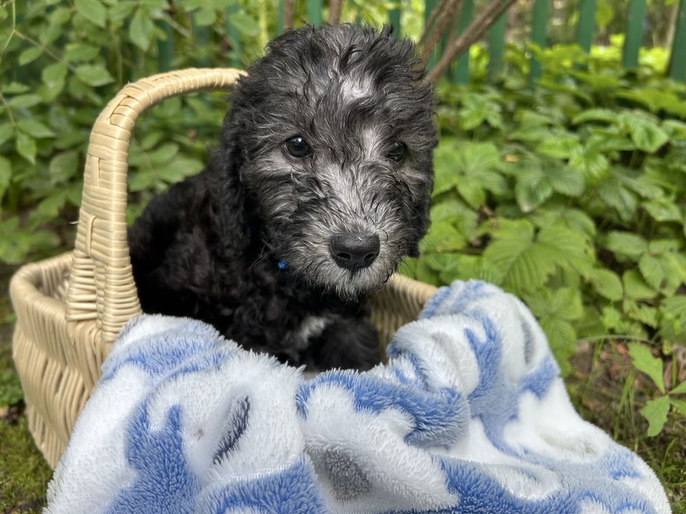 Bedlington terrier FCI szczenię