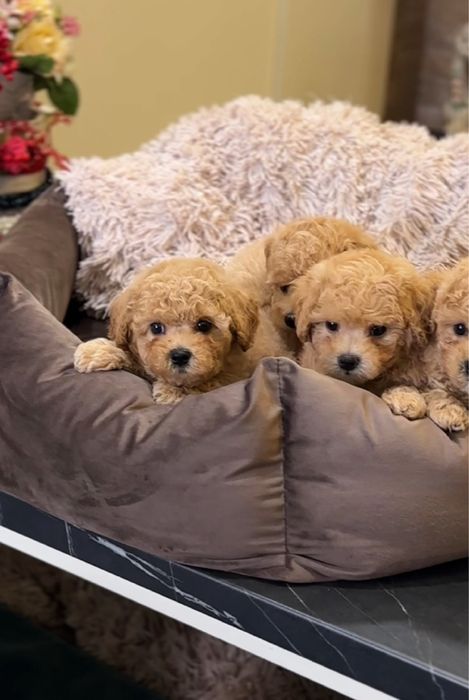 Крем- карамель цуценята мальтіпу ф1. МАЛЬТИПУ.