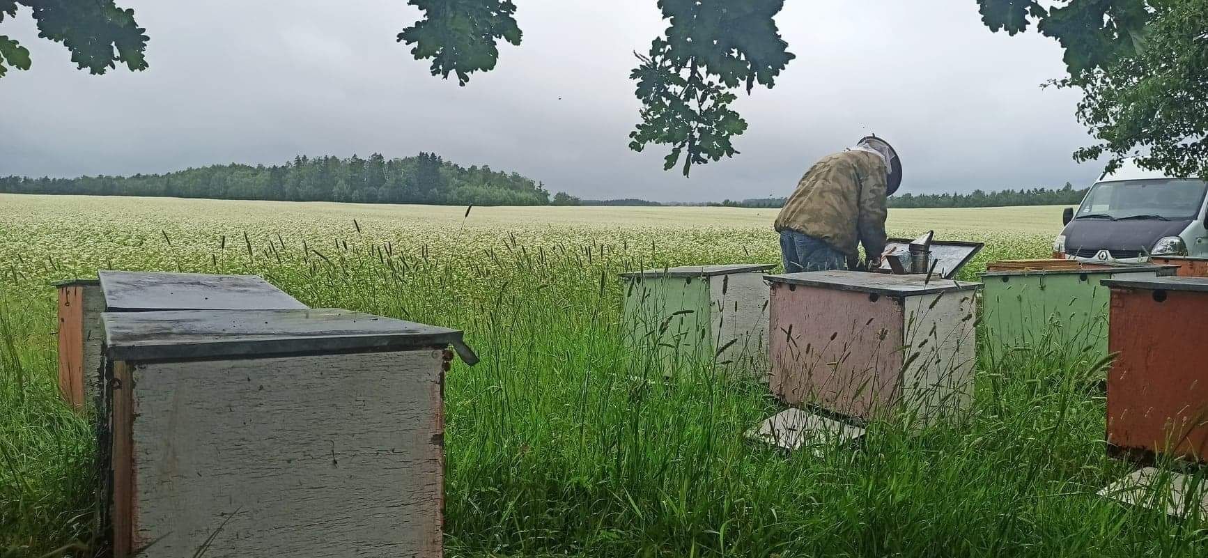 Miód pszczeli gryczany z własnej pasieki