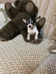 Mini Chihuahua suczka z rodowodem