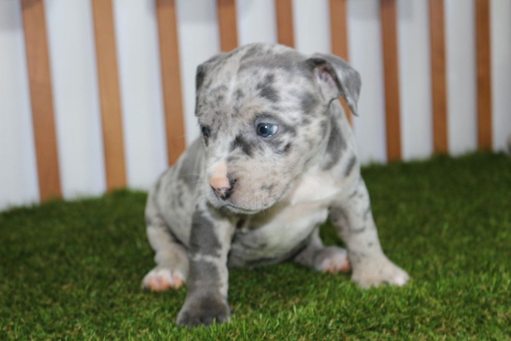 American bully standart