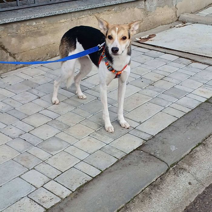 Микка мелкая собачка