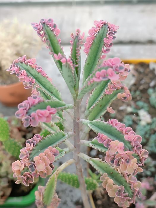 Каланхое"рожеві метелики" (розовые бабочки)pink butterflies 20-50грн