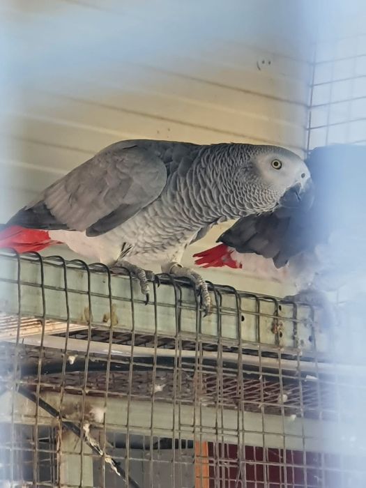 Casal  reprodutor papagaios  cinzentos