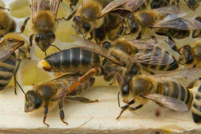 Rainhas (abelhas) virgens - fecundadas. Muito prolíferas selecionadas.