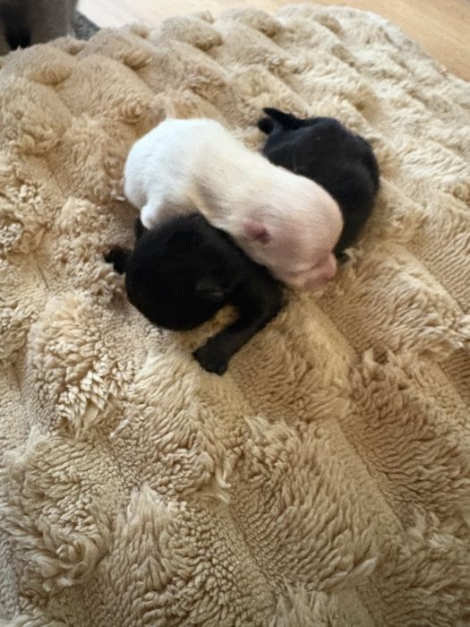 Szpic pomerian  mini