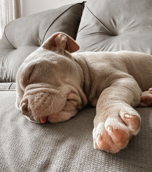 American Bully Pocket