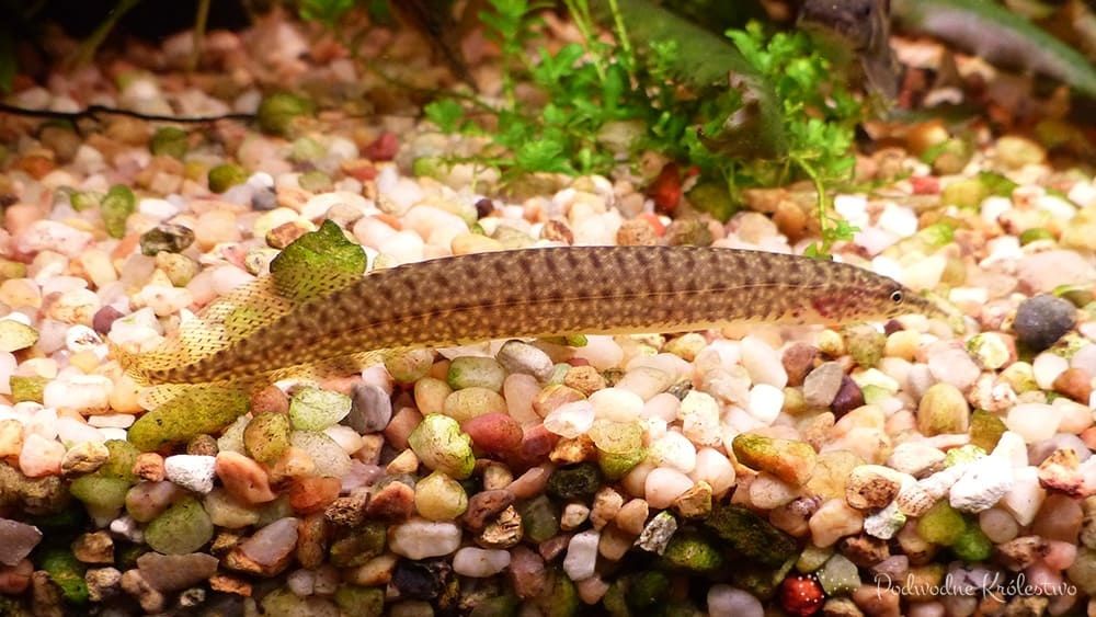 Wegorek macrognathus 20 cm
