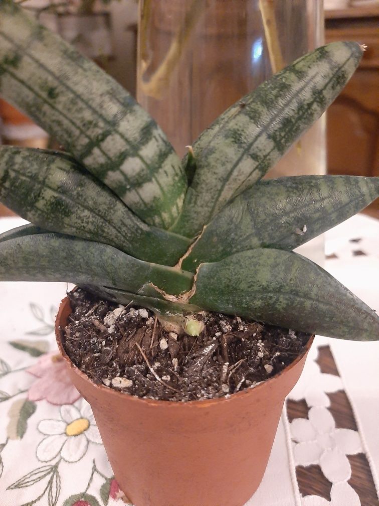 Sansevieria boncel.
