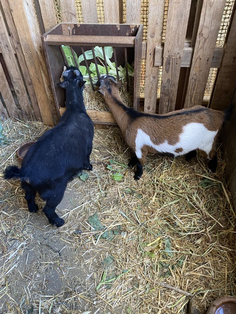 Casal de cabras micro anãs