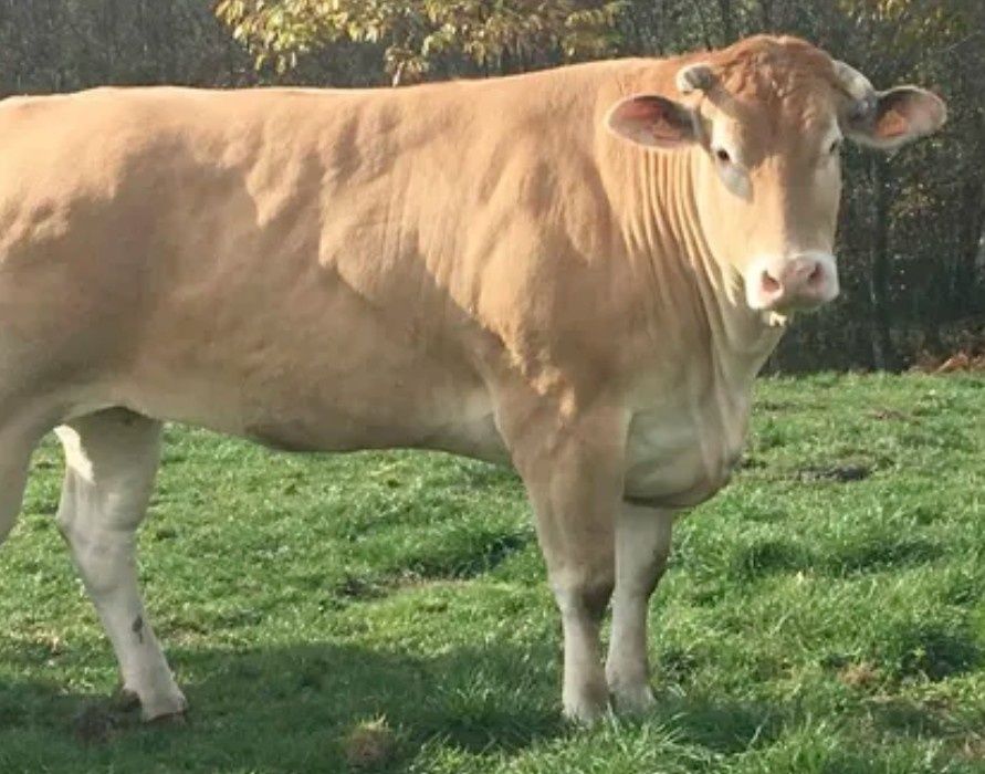 Blonde d' aquitaine