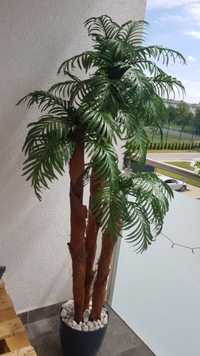 Piękna palma kokosowa