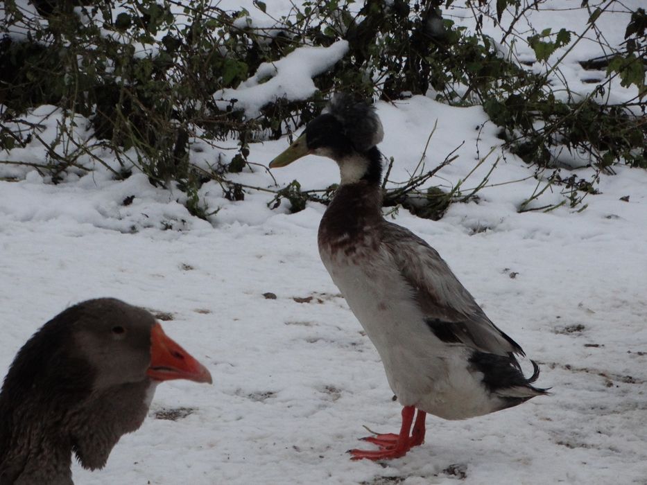 Sprzedam kaczora biegusa czubatego