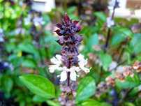 50 Sementes Manjericão Canela - Ocimum basilicum ‘Cinnamon’