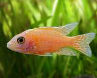 GB MALAWI Pyszczak Aulonocara Fire Fish - dowóz ryb!