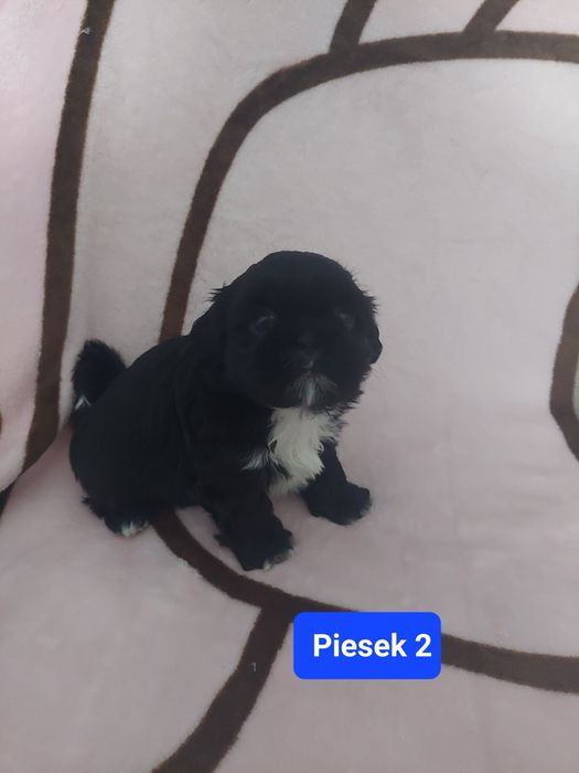 Shih tzu do rezerwacji